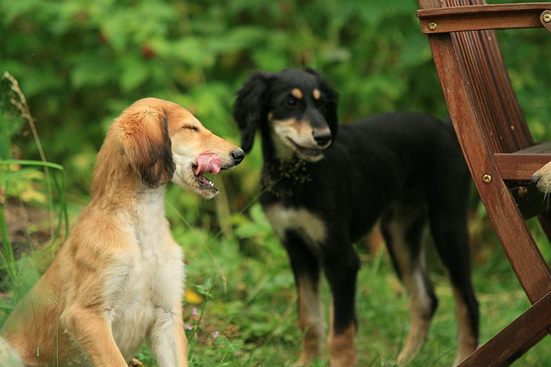 Ameenan lapset 12 vko 204.JPG - Hasina & Kafka